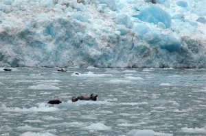 Seals on Glacial Ice